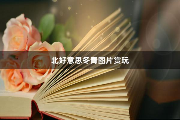 北好意思冬青图片赏玩